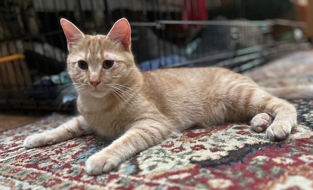 CLEMENTINE, a Adoptable Domestic Short Hair in Spotsylvania, VA image 1/3