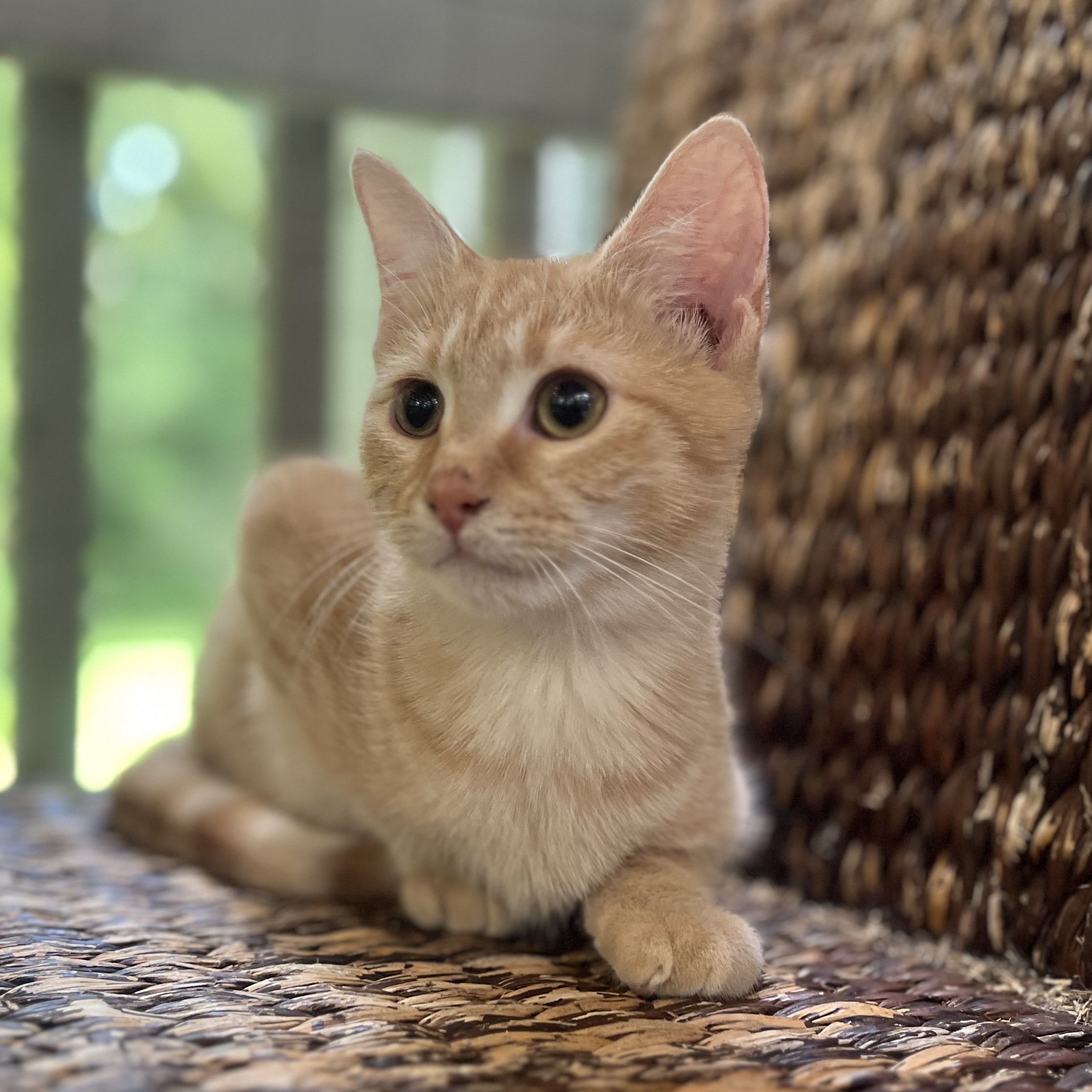 CLEMENTINE, a Adoptable Domestic Short Hair in Spotsylvania, VA image 3/3
