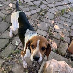 Cheeto, a Adopted Beagle in London, OH image 2/5
