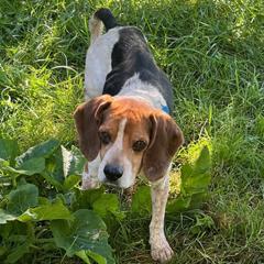 Cheeto, a Adopted Beagle in London, OH image 3/5