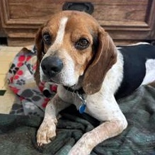 Cheeto, a Adopted Beagle in London, OH image 1/5