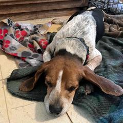 Cheeto, a Adopted Beagle in London, OH image 4/5