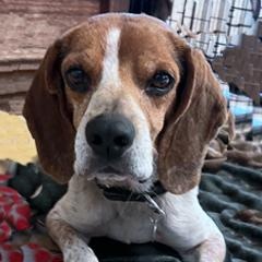 Cheeto, a Adopted Beagle in London, OH image 5/5