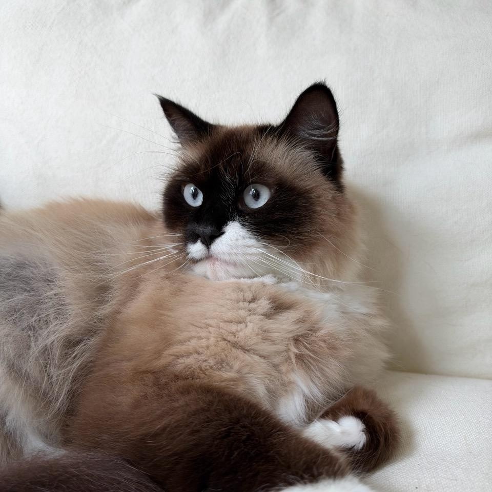 Ophelia, Adoptable, Adult Female Domestic Long Hair & Siamese.