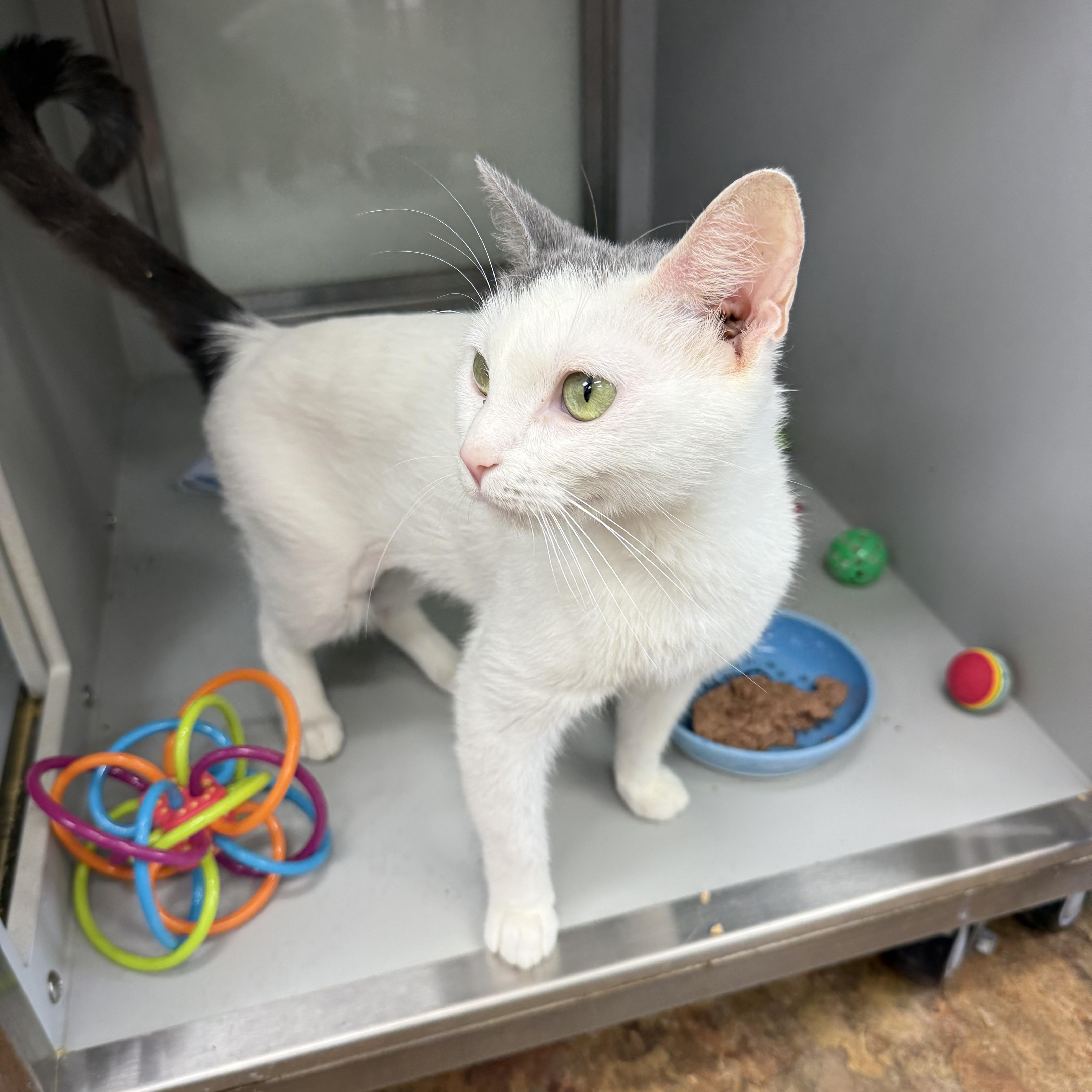 Enlarge Kirby, a ADOPTABLE Domestic Short Hair in Miami Beach, FL image 3/6
