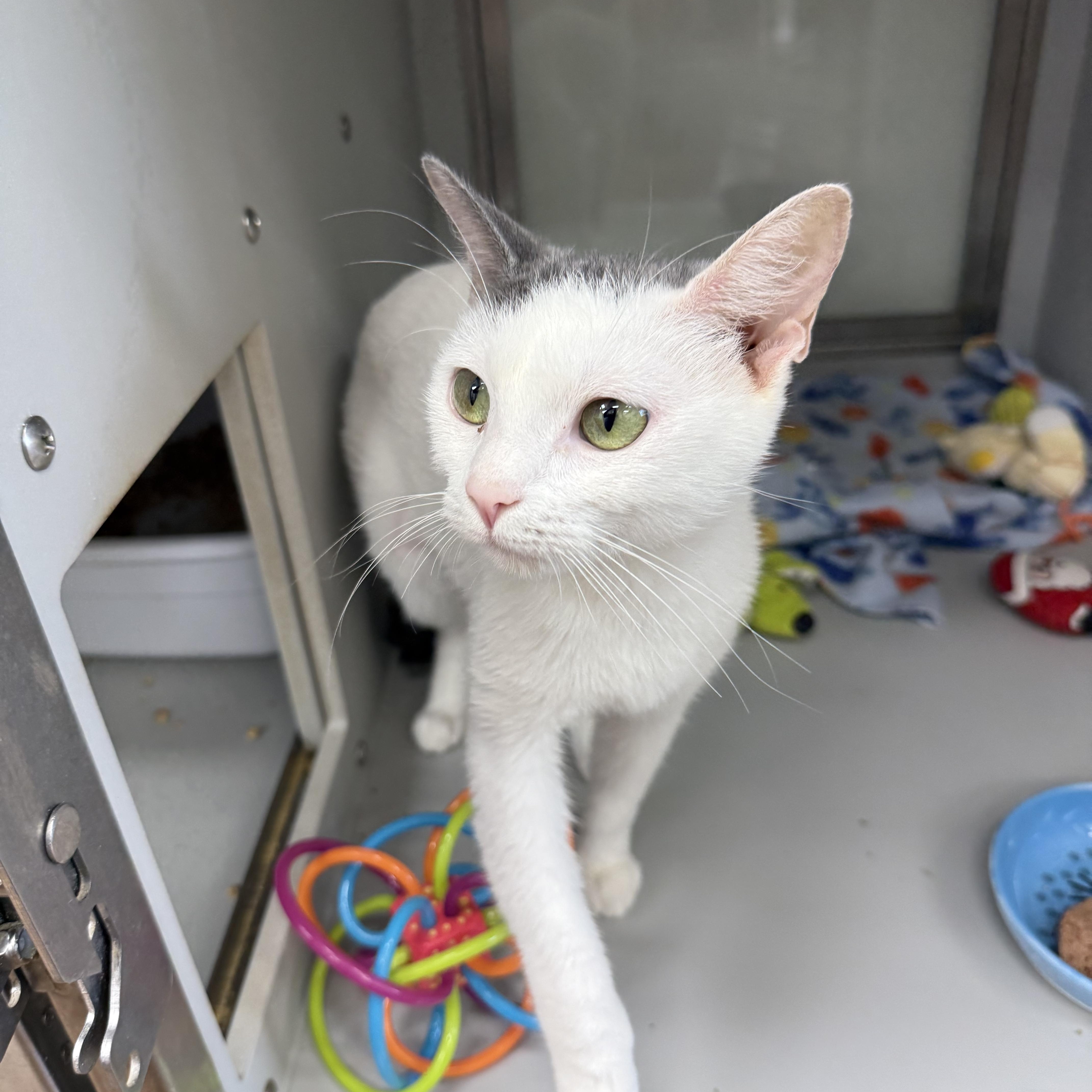 Enlarge Kirby, a ADOPTABLE Domestic Short Hair in Miami Beach, FL image 4/6