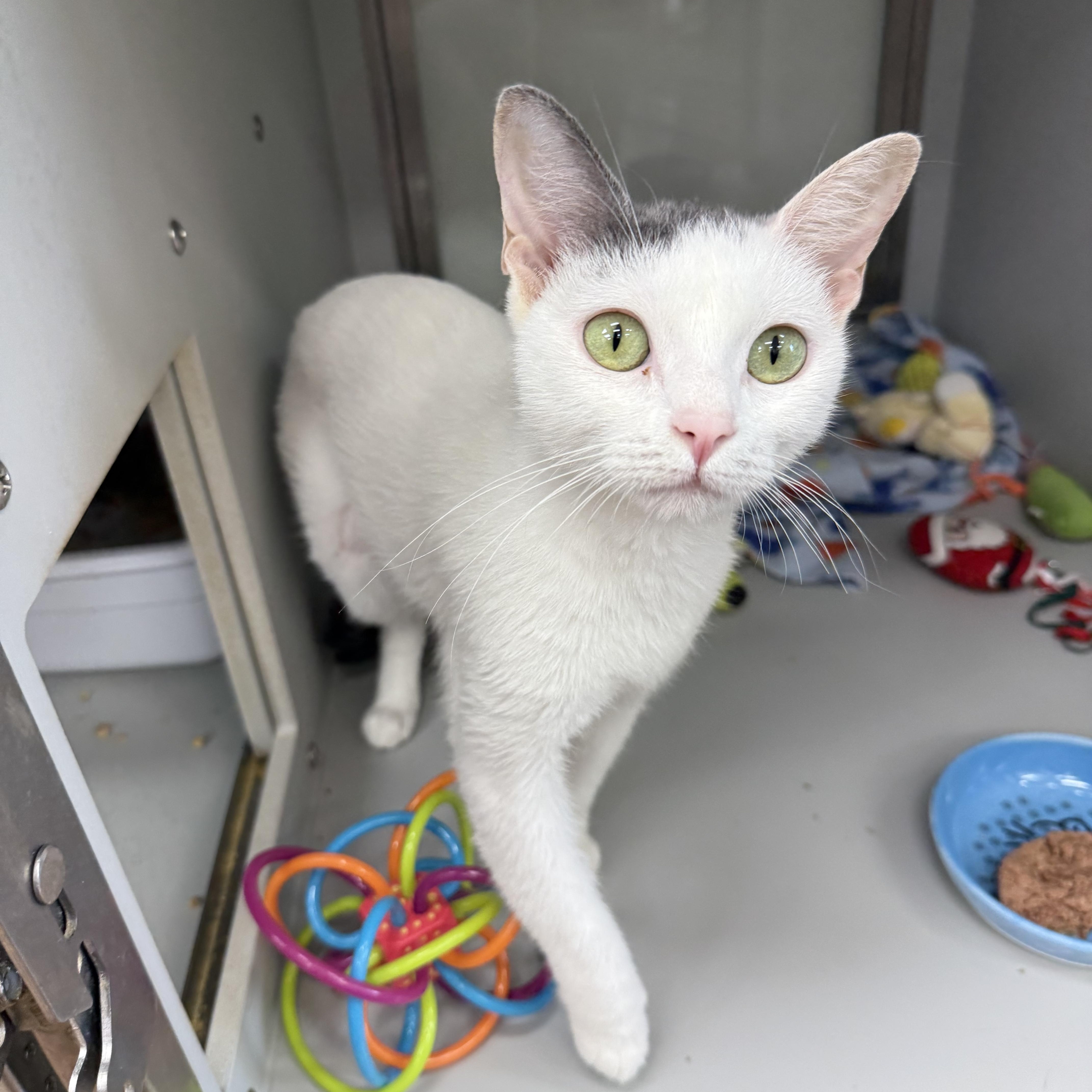 Enlarge Kirby, a ADOPTABLE Domestic Short Hair in Miami Beach, FL image 1/6