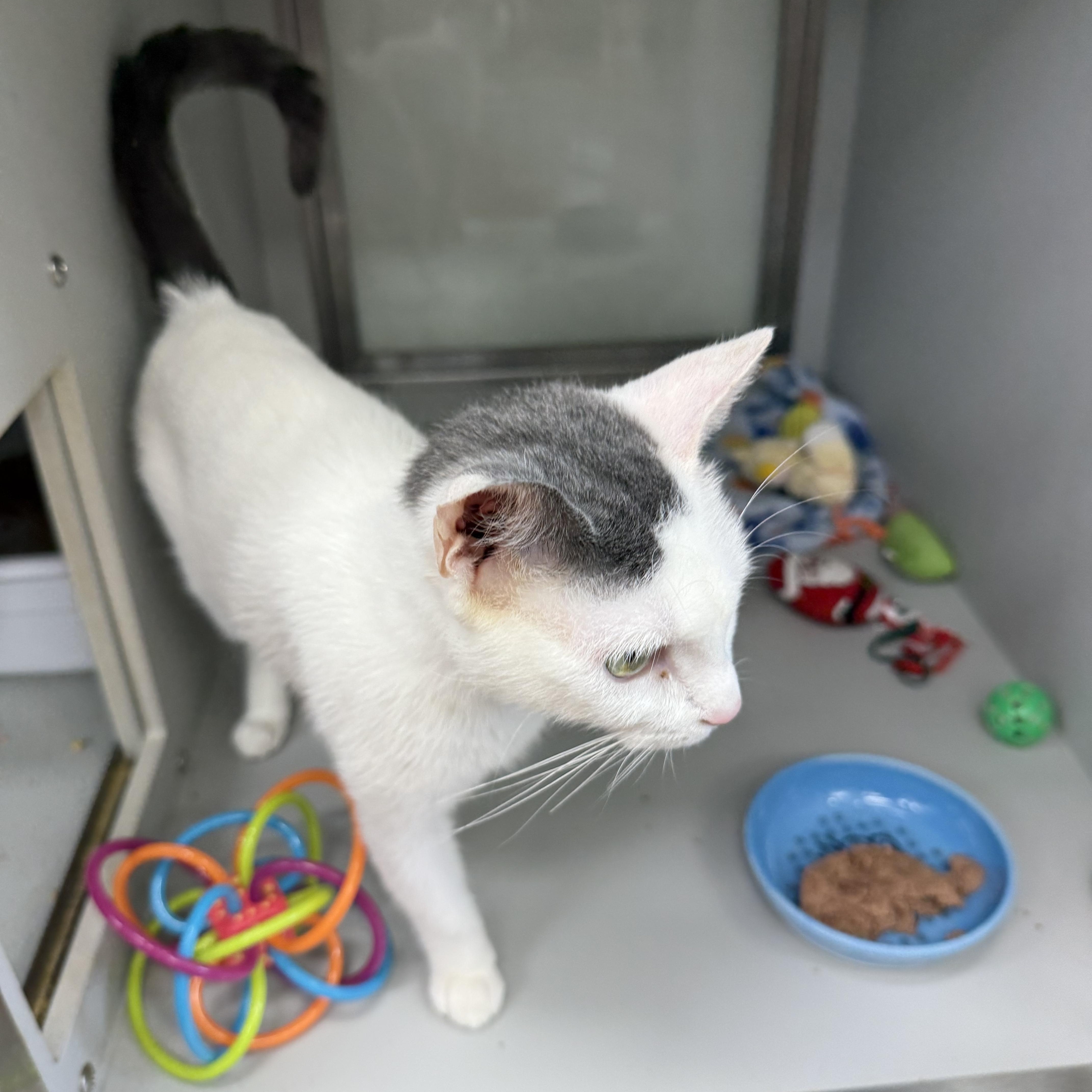 Enlarge Kirby, a ADOPTABLE Domestic Short Hair in Miami Beach, FL image 5/6