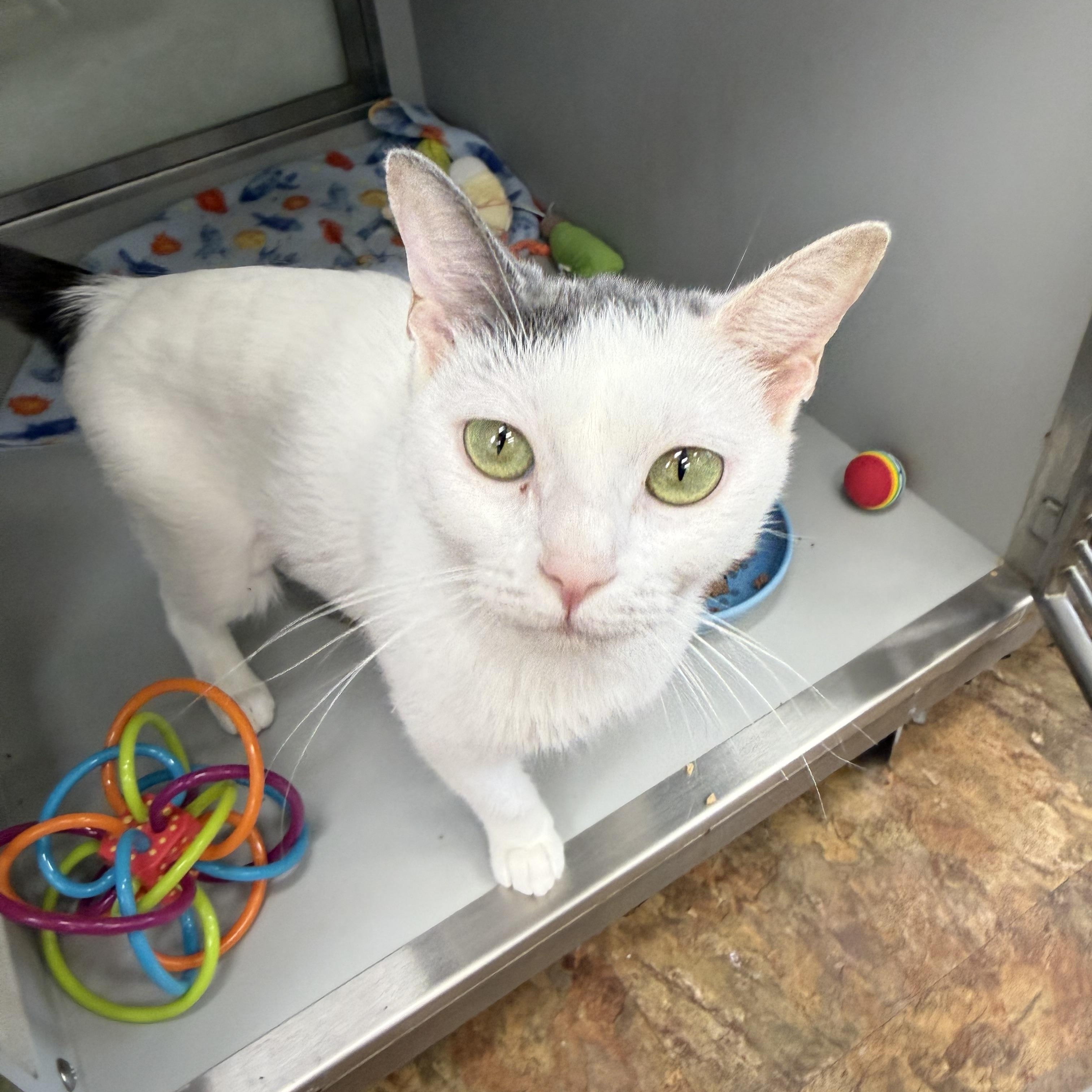 Enlarge Kirby, a ADOPTABLE Domestic Short Hair in Miami Beach, FL image 6/6