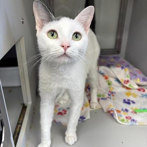 Enlarge Kirby, a ADOPTABLE Domestic Short Hair in Miami Beach, FL image 2/6