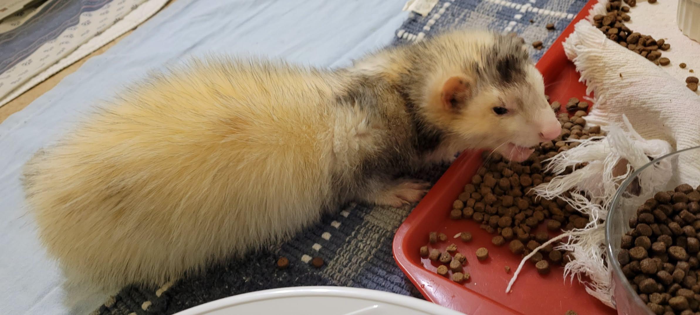 Alfalfa, adopted, Adult Male Ferret.