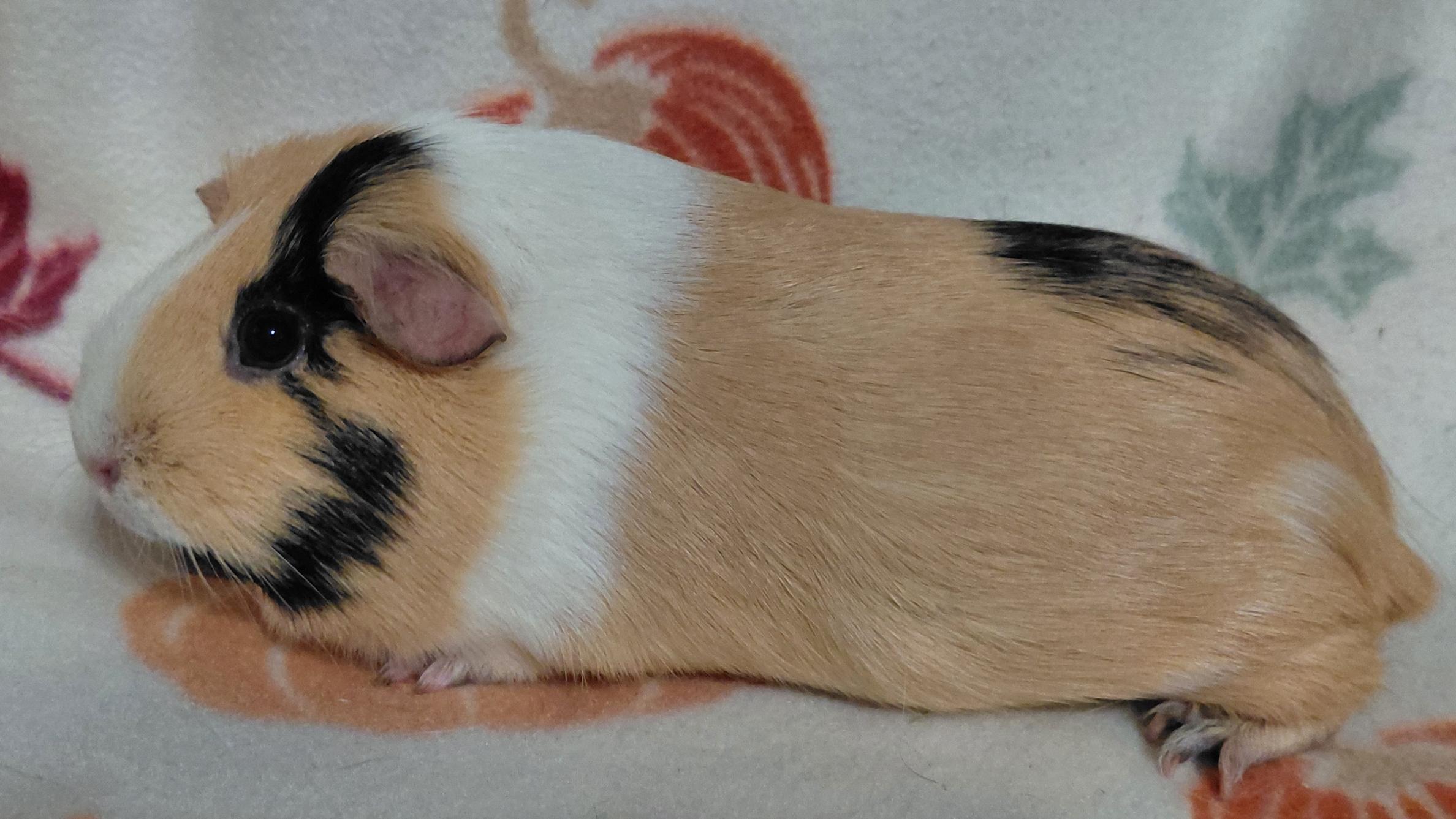 Enlarge Scarlett, a Adoptable Guinea Pig in Cincinnati, OH image 2/4