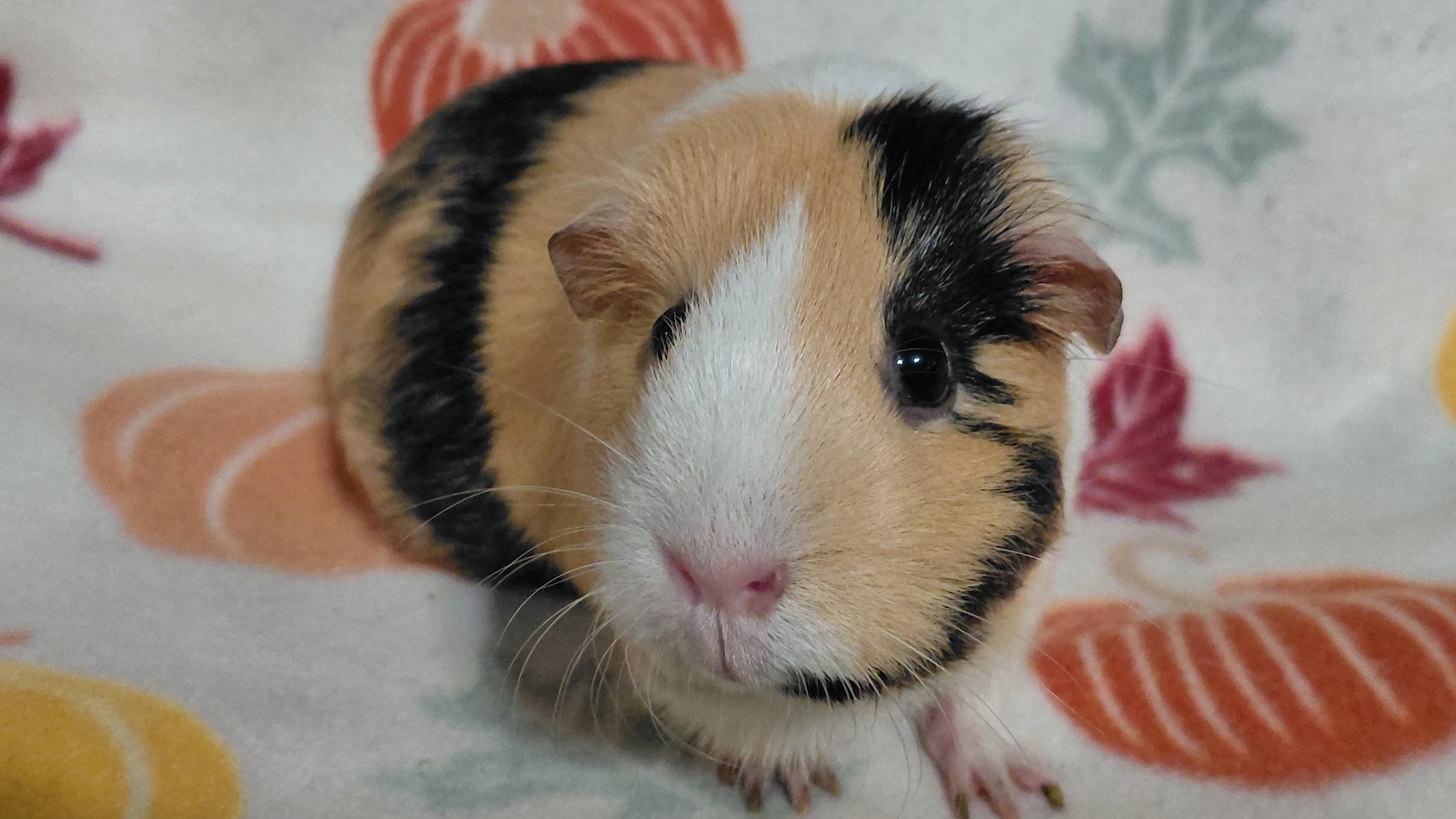 Enlarge Scarlett, a Adoptable Guinea Pig in Cincinnati, OH image 4/4
