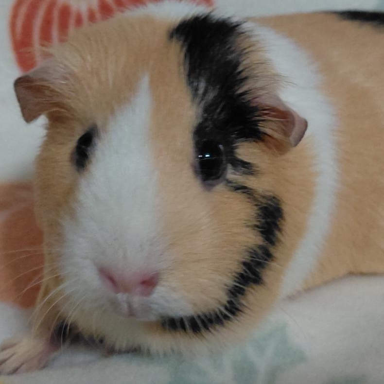 Scarlett, Adoptable, Adult Female Guinea Pig.