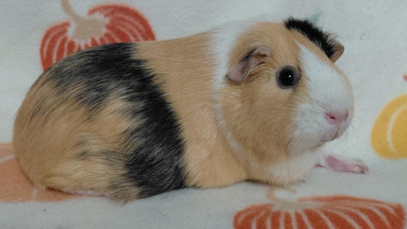 Enlarge Scarlett, a Adoptable Guinea Pig in Cincinnati, OH image 3/4
