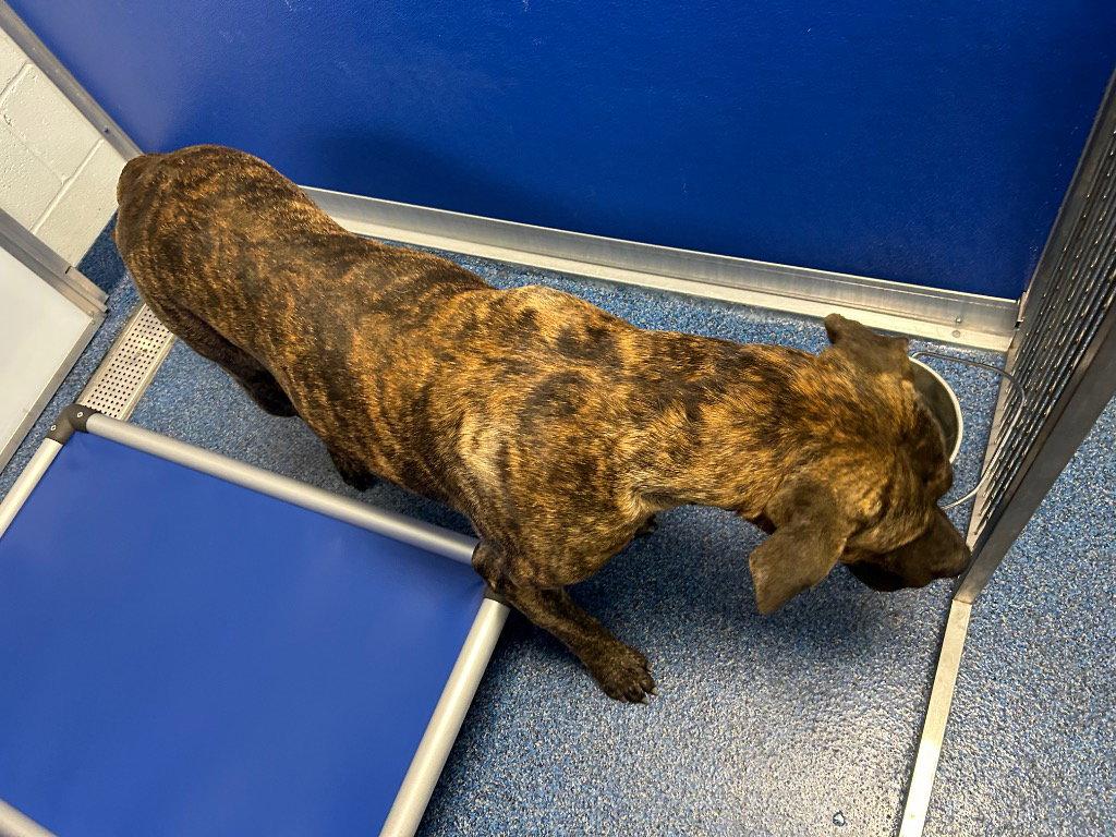 Enlarge 26-374 Brutus, a Adoptable Bullmastiff in Tarboro, NC image 1/2