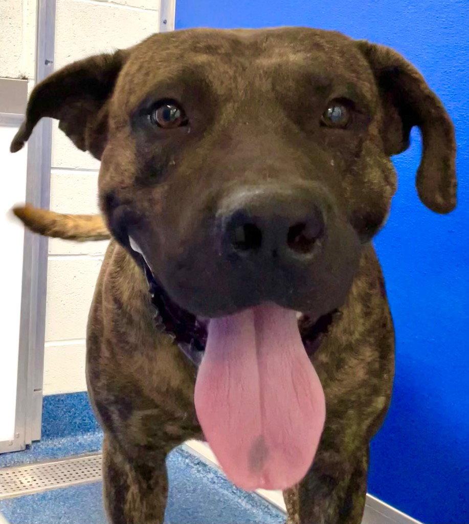 Enlarge 26-374 Brutus, a Adoptable Bullmastiff in Tarboro, NC image 2/2