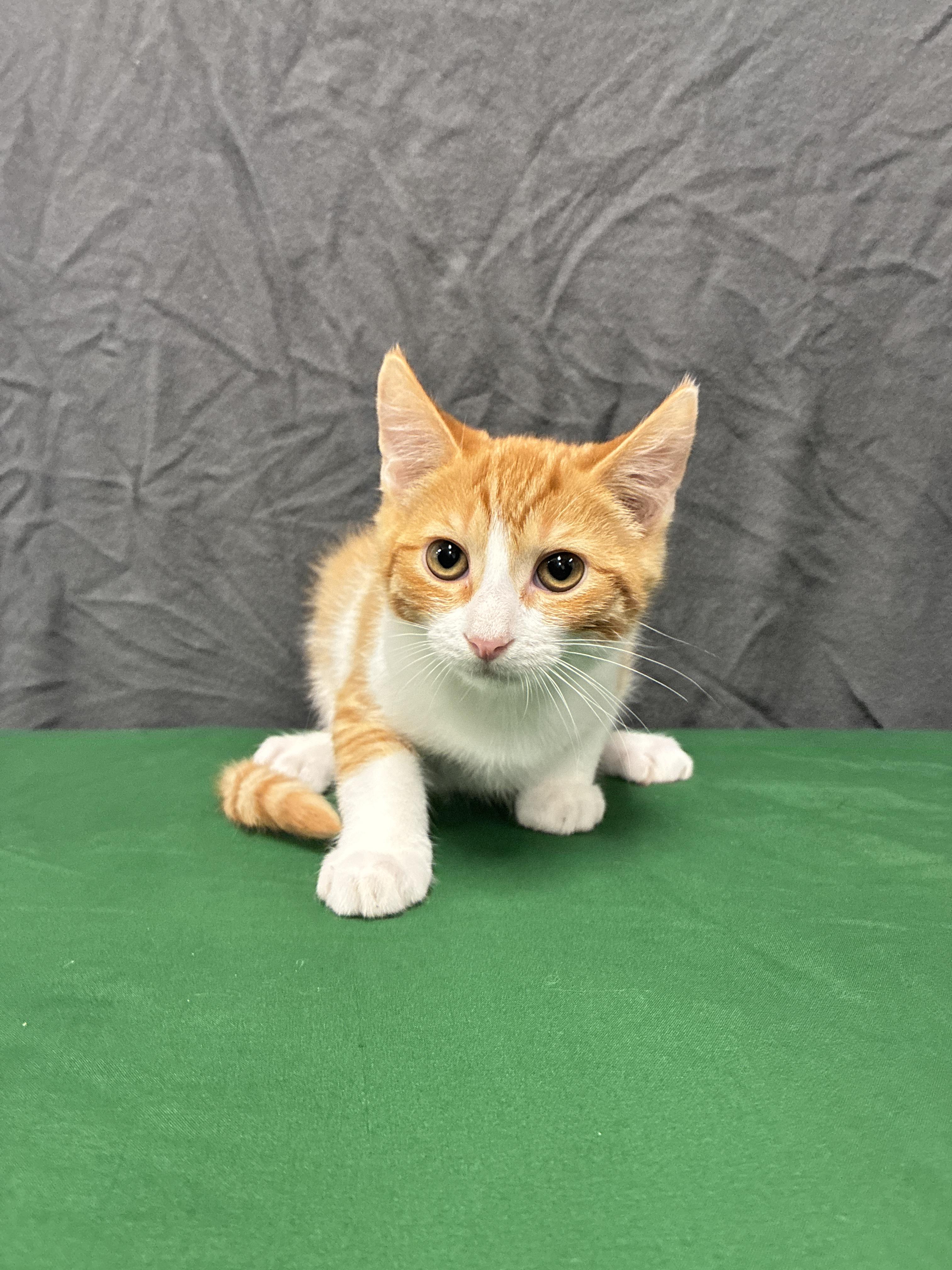 Chuckie, Adoptable, Kitten Male Domestic Short Hair.