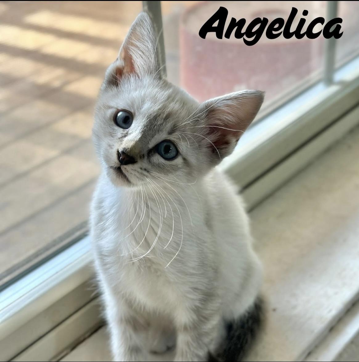 Angelica 0125