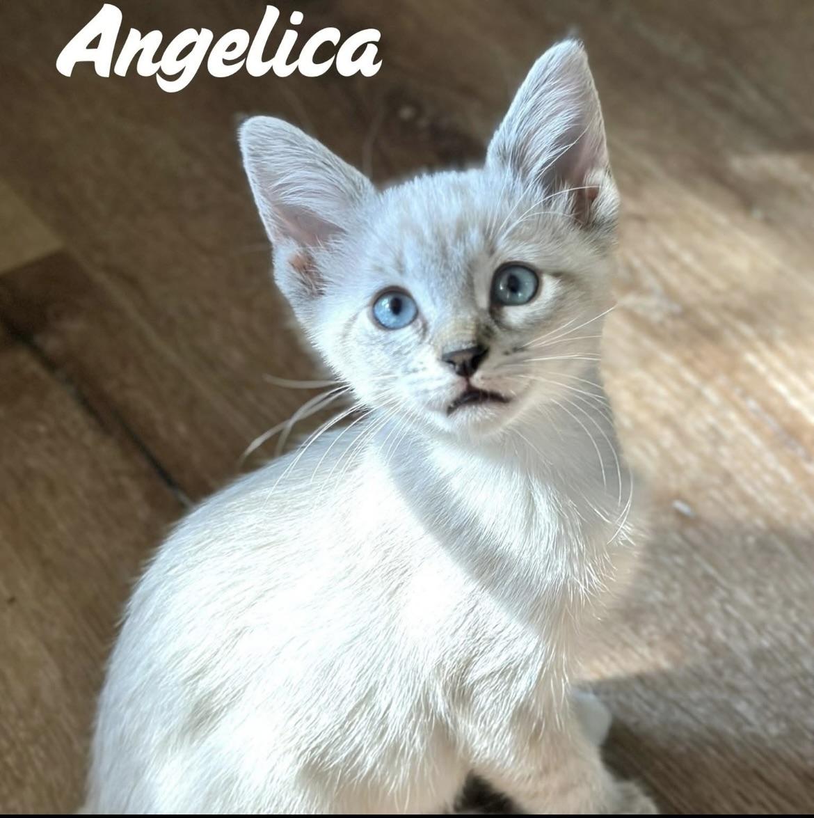Angelica 0125