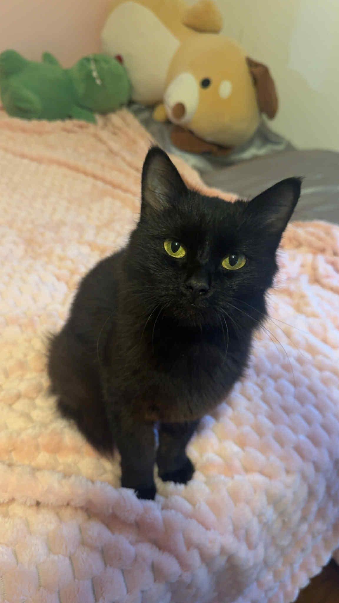 Enlarge Black Beauty, a Adoptable Domestic Long Hair in Barbourville, KY image 1/6