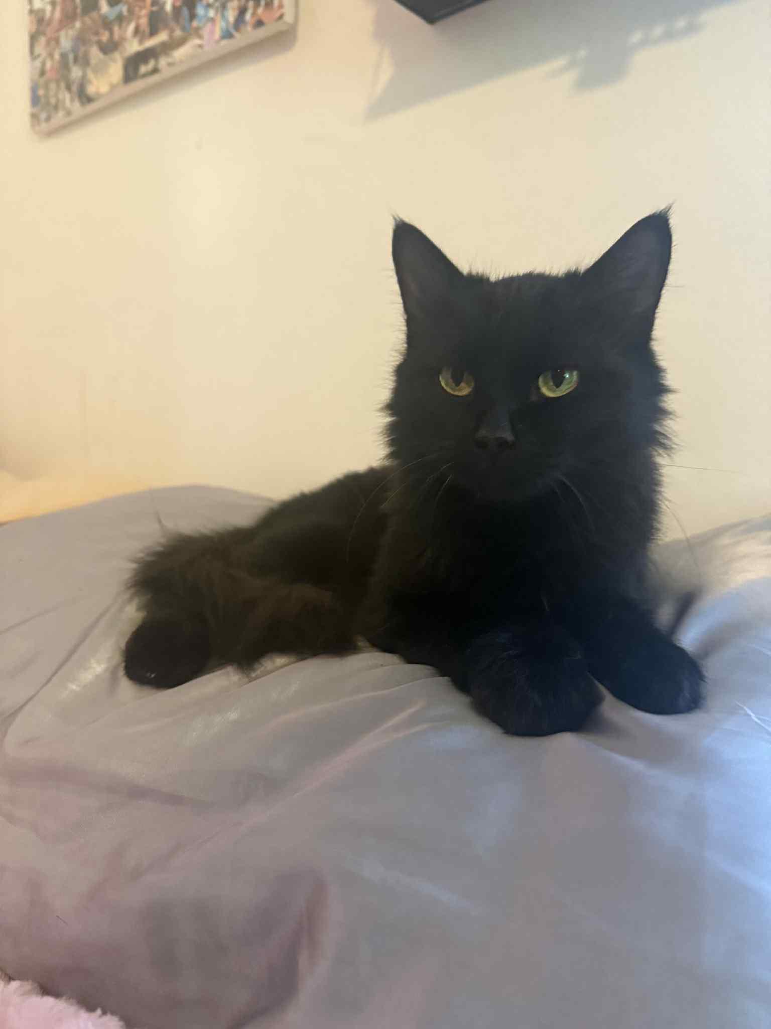 Enlarge Black Beauty, a Adoptable Domestic Long Hair in Barbourville, KY image 2/6