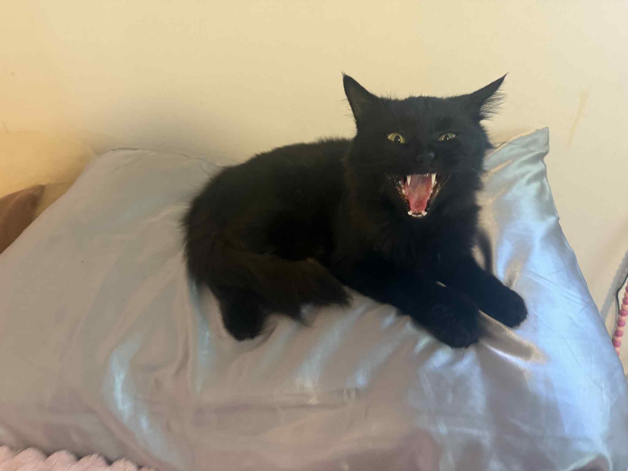 Enlarge Black Beauty, a Adoptable Domestic Long Hair in Barbourville, KY image 6/6