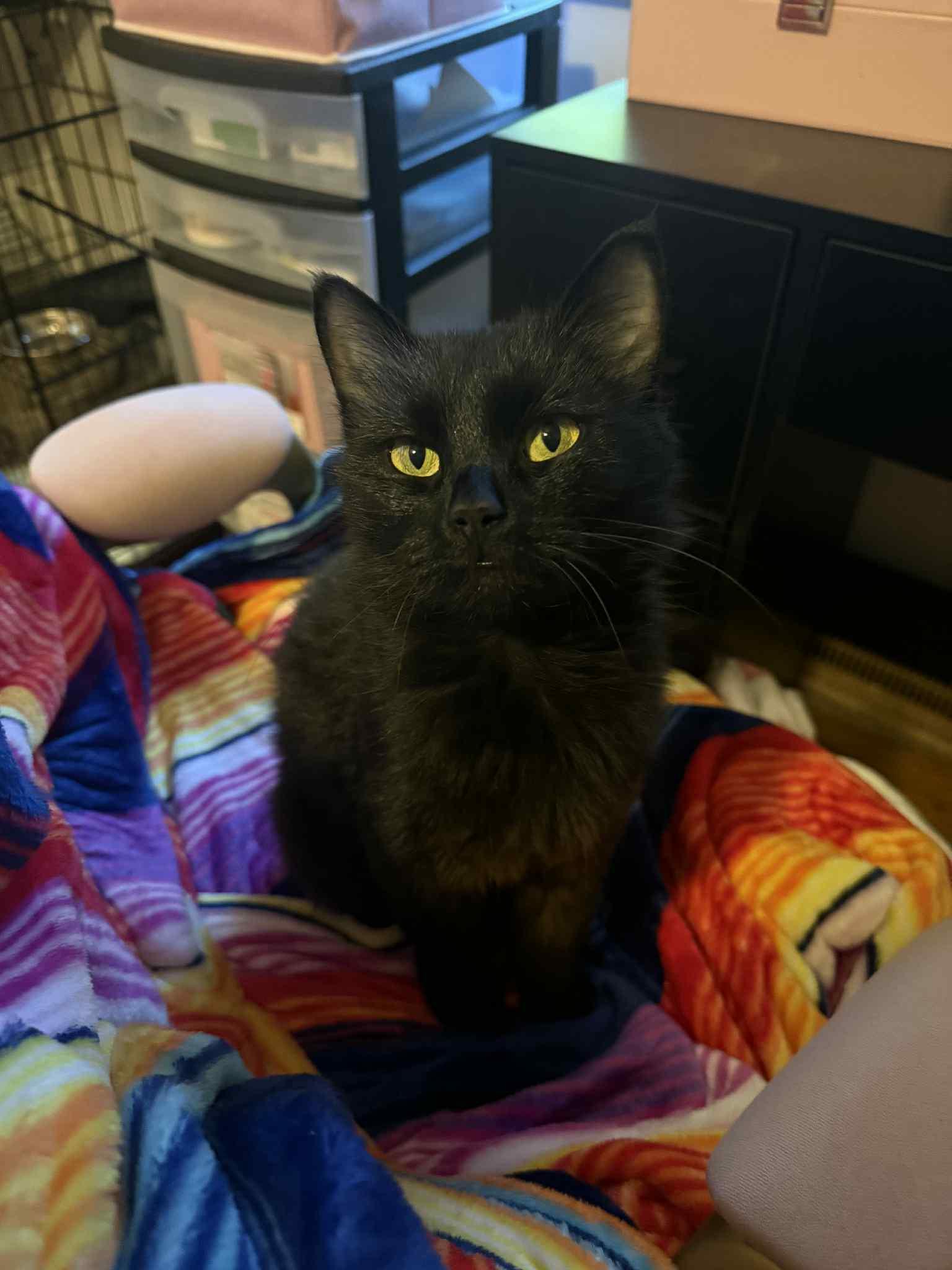 Enlarge Black Beauty, a Adoptable Domestic Long Hair in Barbourville, KY image 4/6