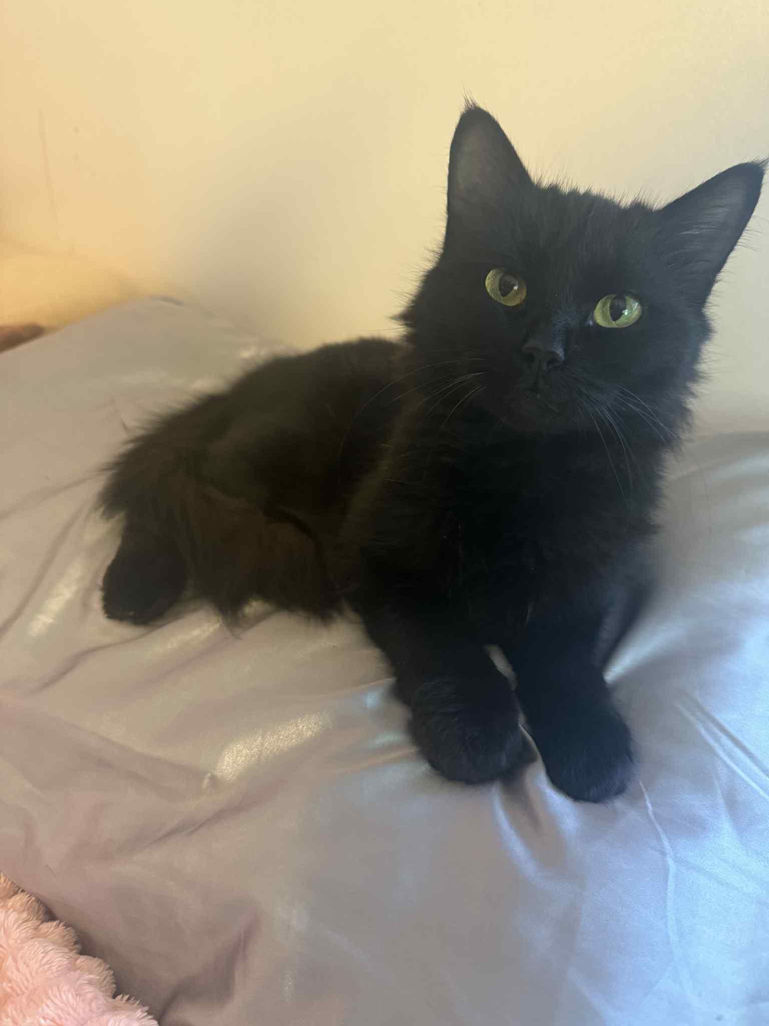 Enlarge Black Beauty, a Adoptable Domestic Long Hair in Barbourville, KY image 5/6