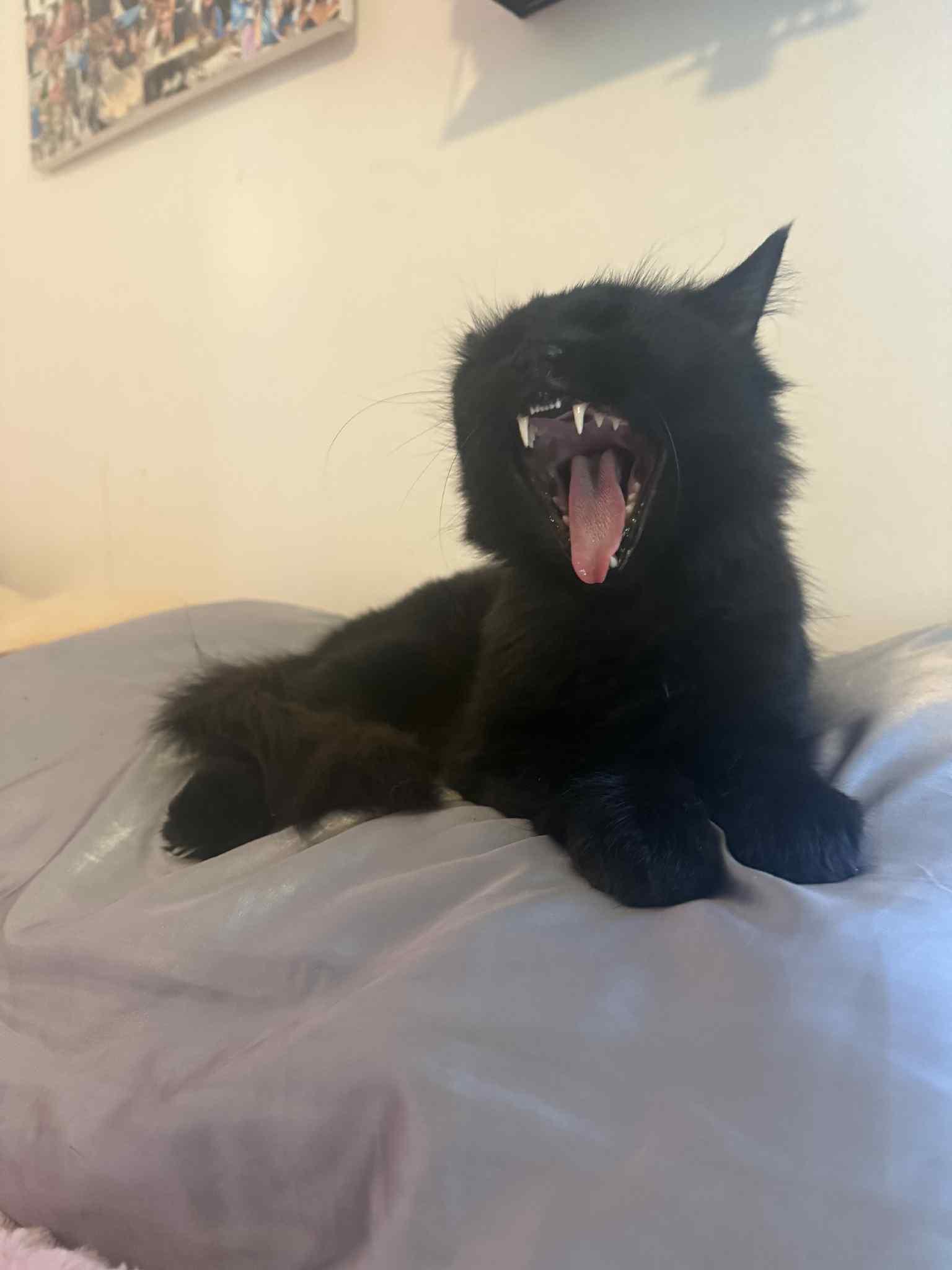 Enlarge Black Beauty, a Adoptable Domestic Long Hair in Barbourville, KY image 3/6