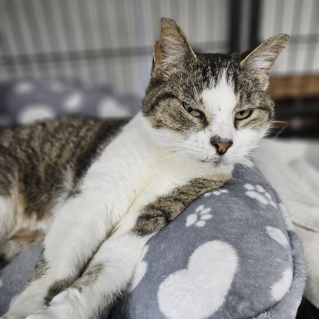 Nutella, Adoptable, Adult Male Domestic Short Hair.