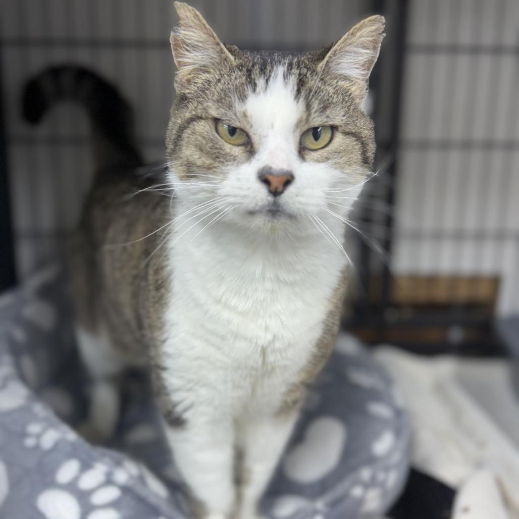 Enlarge Nutella, a Adoptable Domestic Short Hair in Ridgely, MD image 2/6