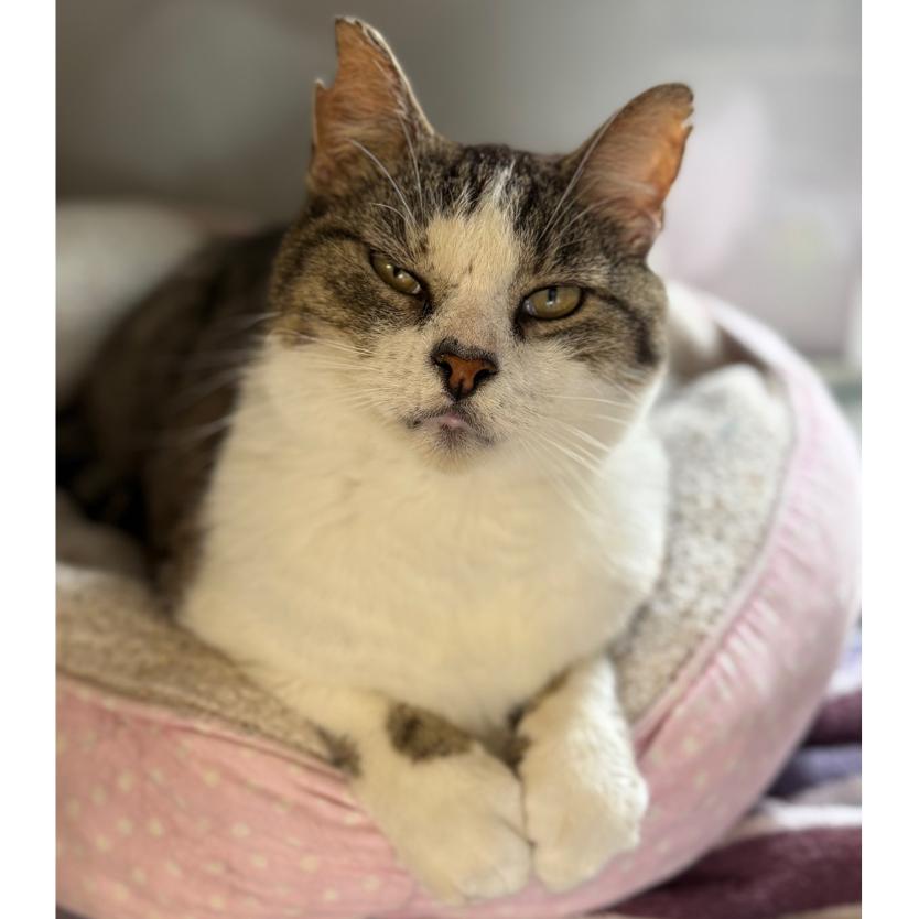 Enlarge Nutella, a Adoptable Domestic Short Hair in Ridgely, MD image 3/6