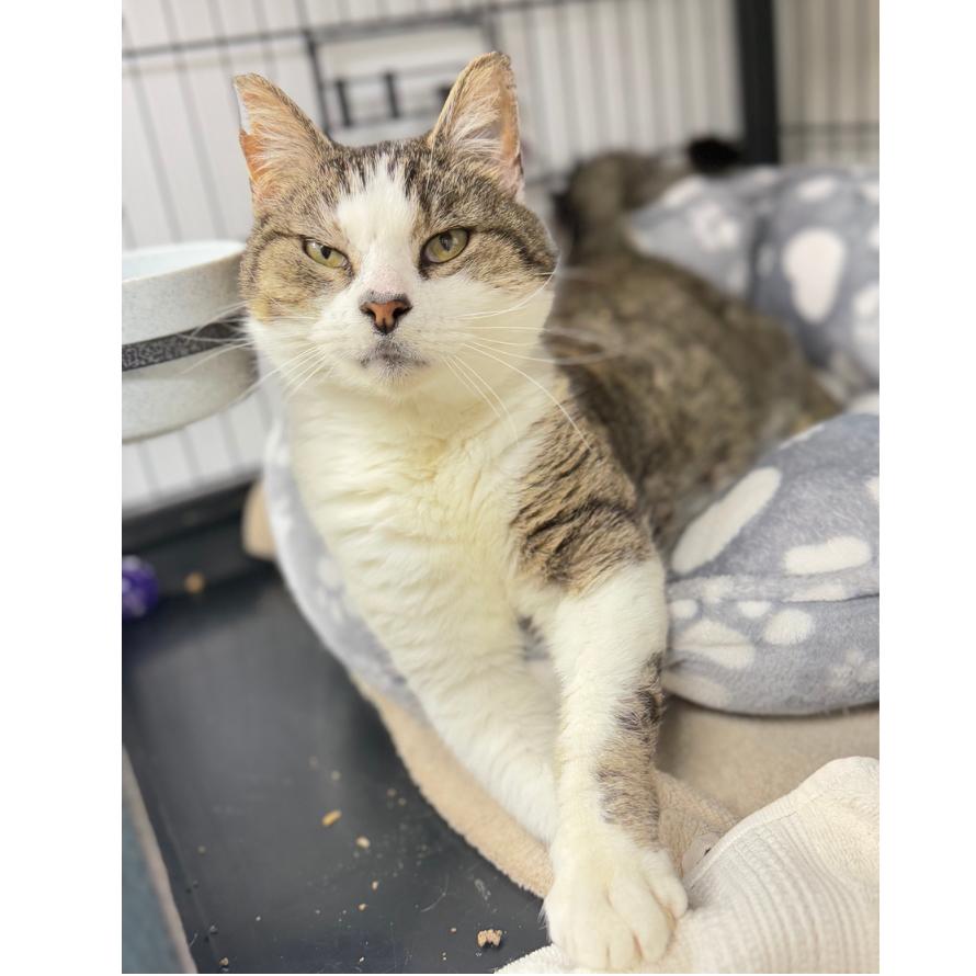 Enlarge Nutella, a Adoptable Domestic Short Hair in Ridgely, MD image 4/6
