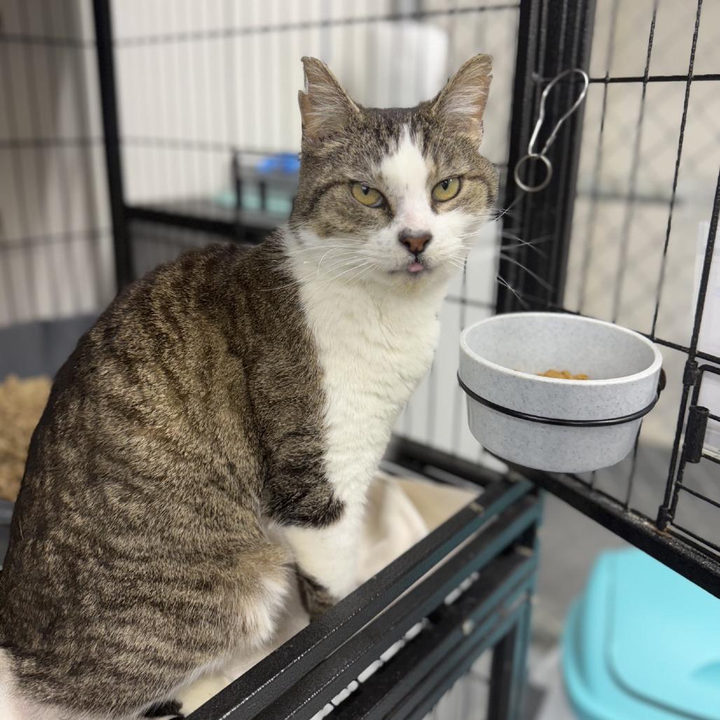 Enlarge Nutella, a Adoptable Domestic Short Hair in Ridgely, MD image 5/6