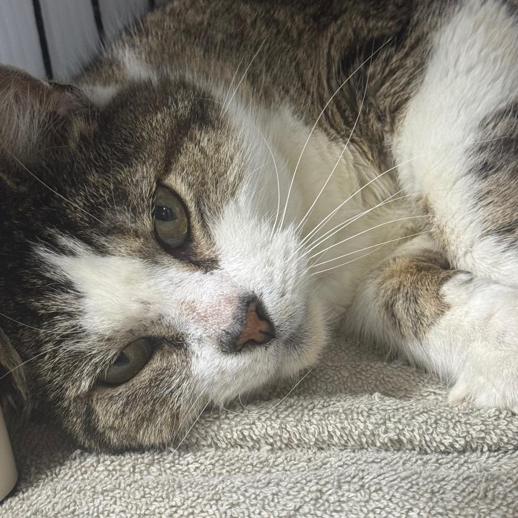 Enlarge Nutella, a Adoptable Domestic Short Hair in Ridgely, MD image 6/6