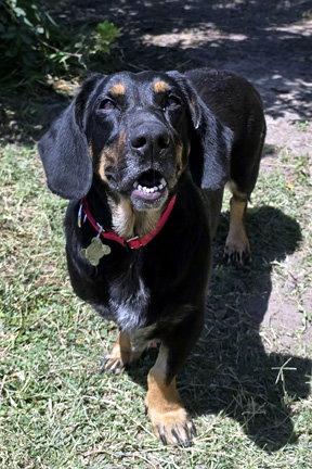 CARLA, Adoptable, Young Female Basset Hound & German Shepherd Dog.