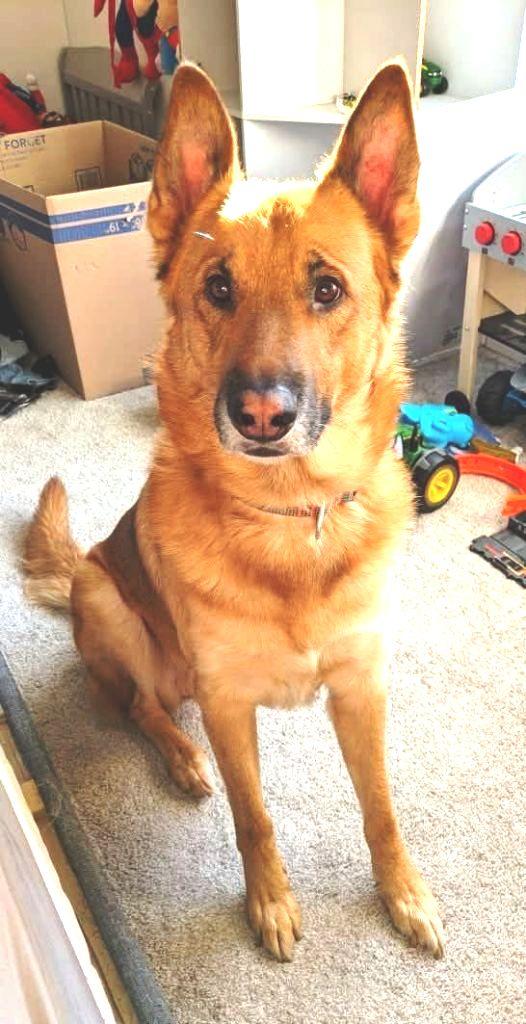 Enlarge Ollie, a Adoptable German Shepherd Dog in Pleasant Grove, CA image 1/1