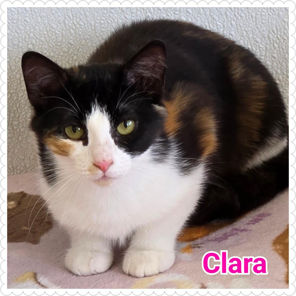 Enlarge Clara, a Adoptable mixed breed in North Saint Paul, MN image 1/5