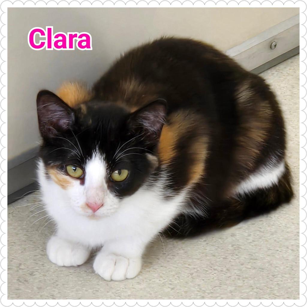 Enlarge Clara, a Adoptable mixed breed in North Saint Paul, MN image 2/5