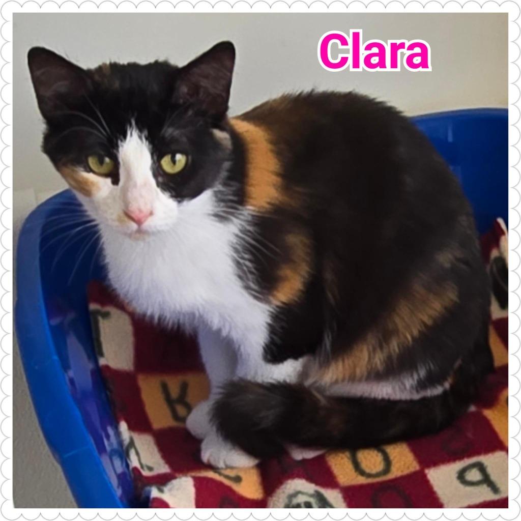 Enlarge Clara, a Adoptable mixed breed in North Saint Paul, MN image 3/5