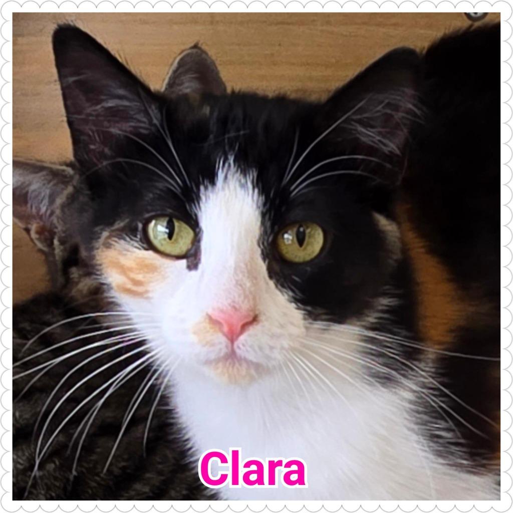 Enlarge Clara, a Adoptable mixed breed in North Saint Paul, MN image 4/5