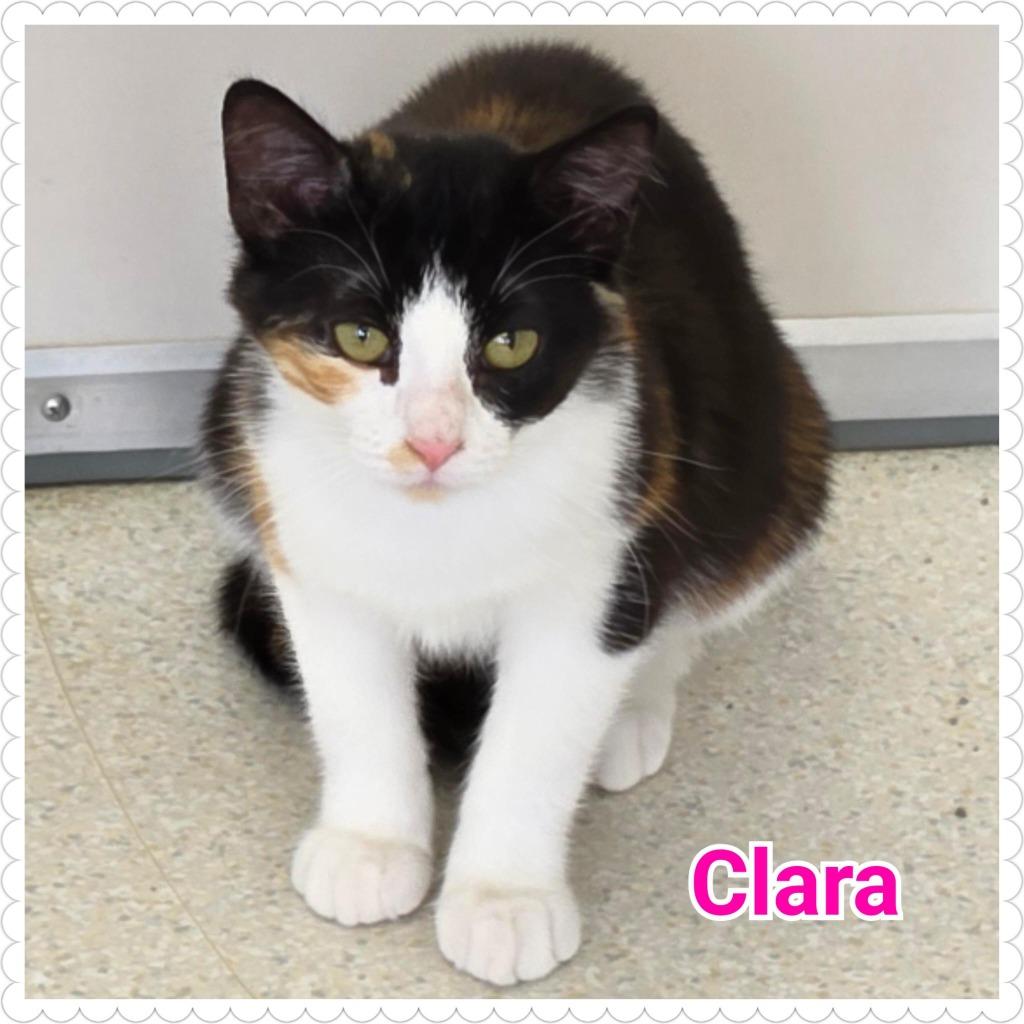Enlarge Clara, a Adoptable mixed breed in North Saint Paul, MN image 5/5