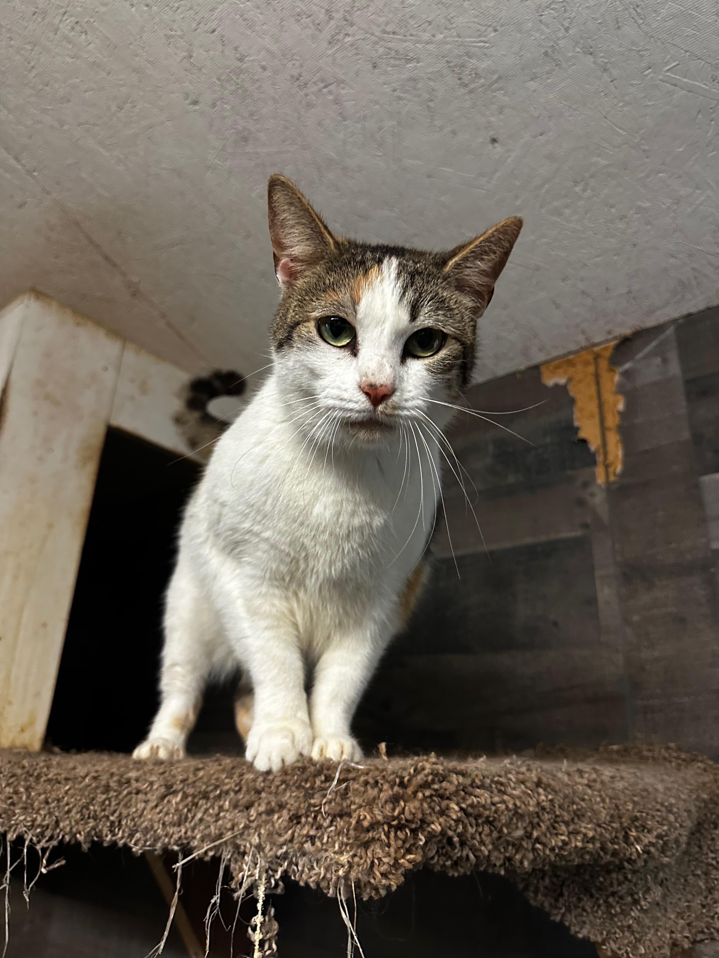 Violet, an adoptable American Shorthair in Middleburg, FL, 32068 | Photo Image 1