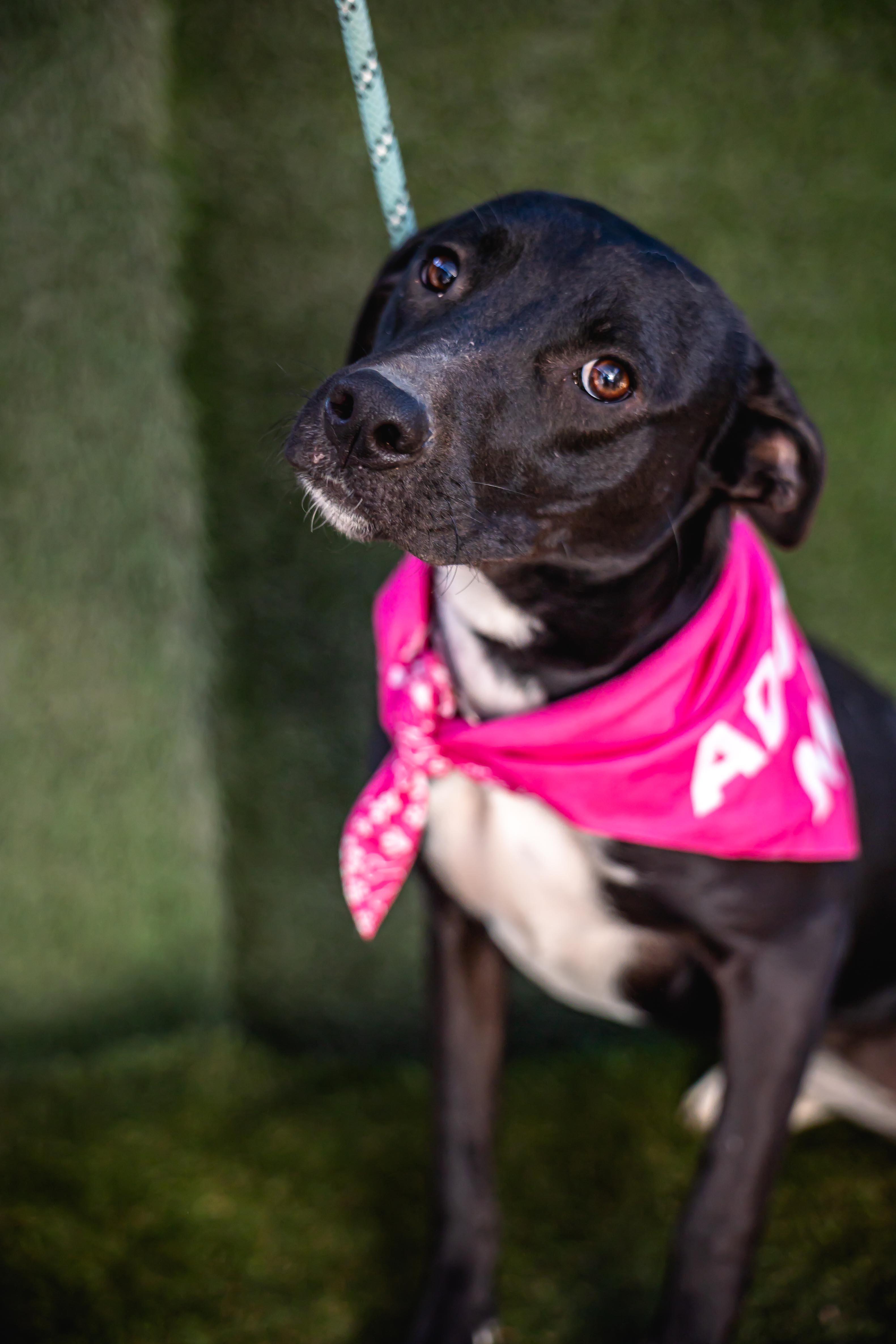 Daysi, a Adoptable mixed breed in Portland, OR image 1/6