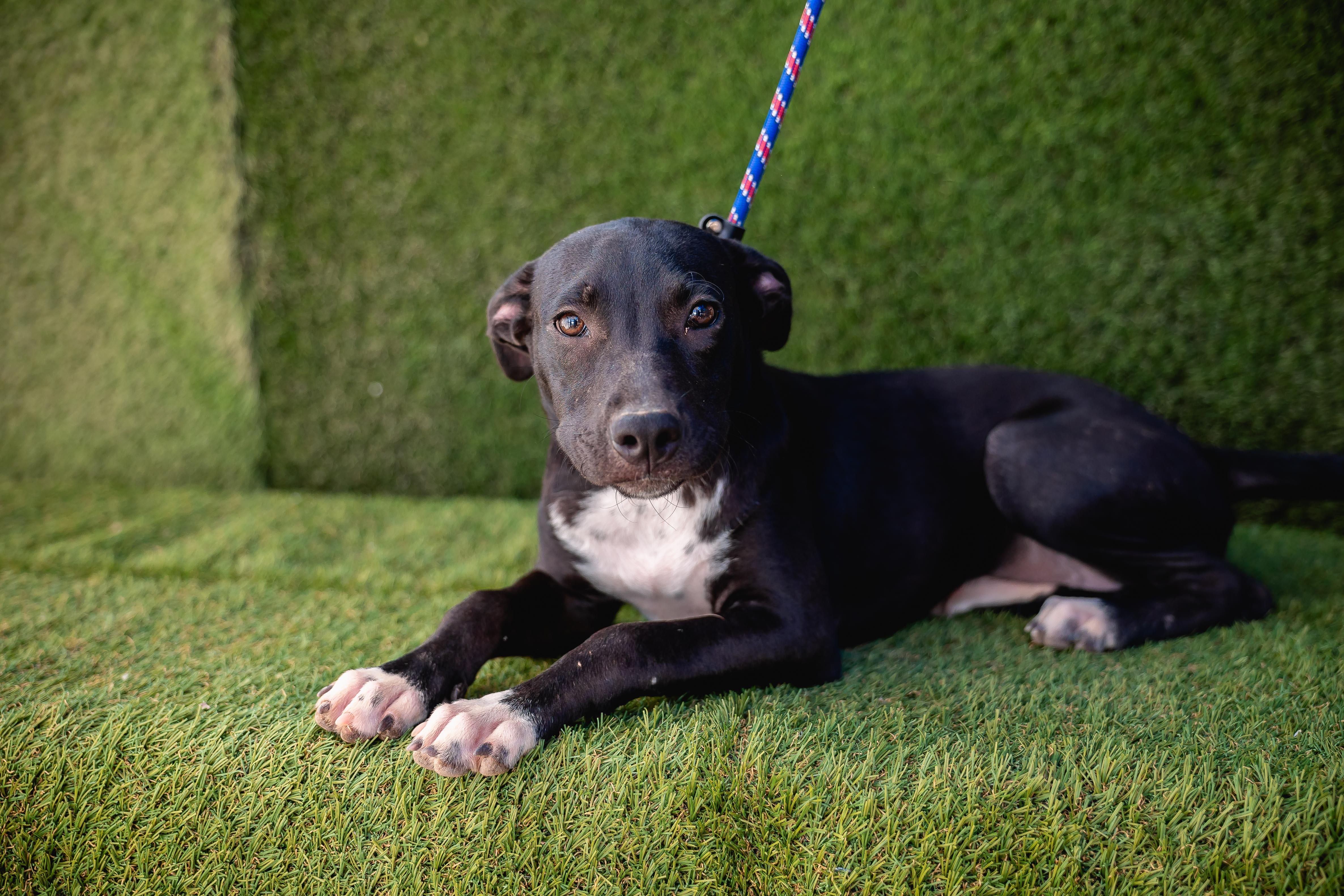 Daysi, a Adoptable mixed breed in Portland, OR image 6/6