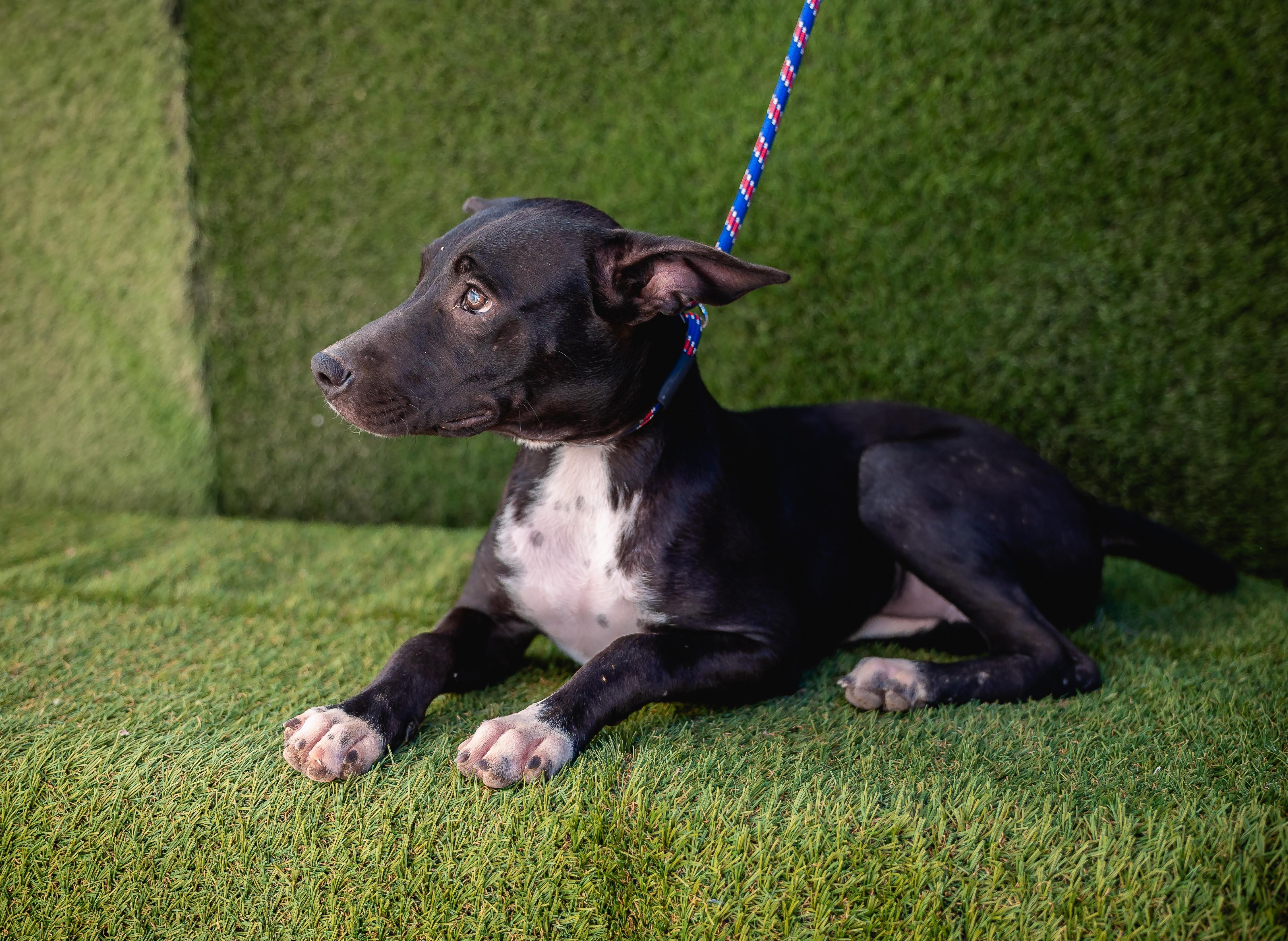 Daysi, a Adoptable mixed breed in Portland, OR image 5/6