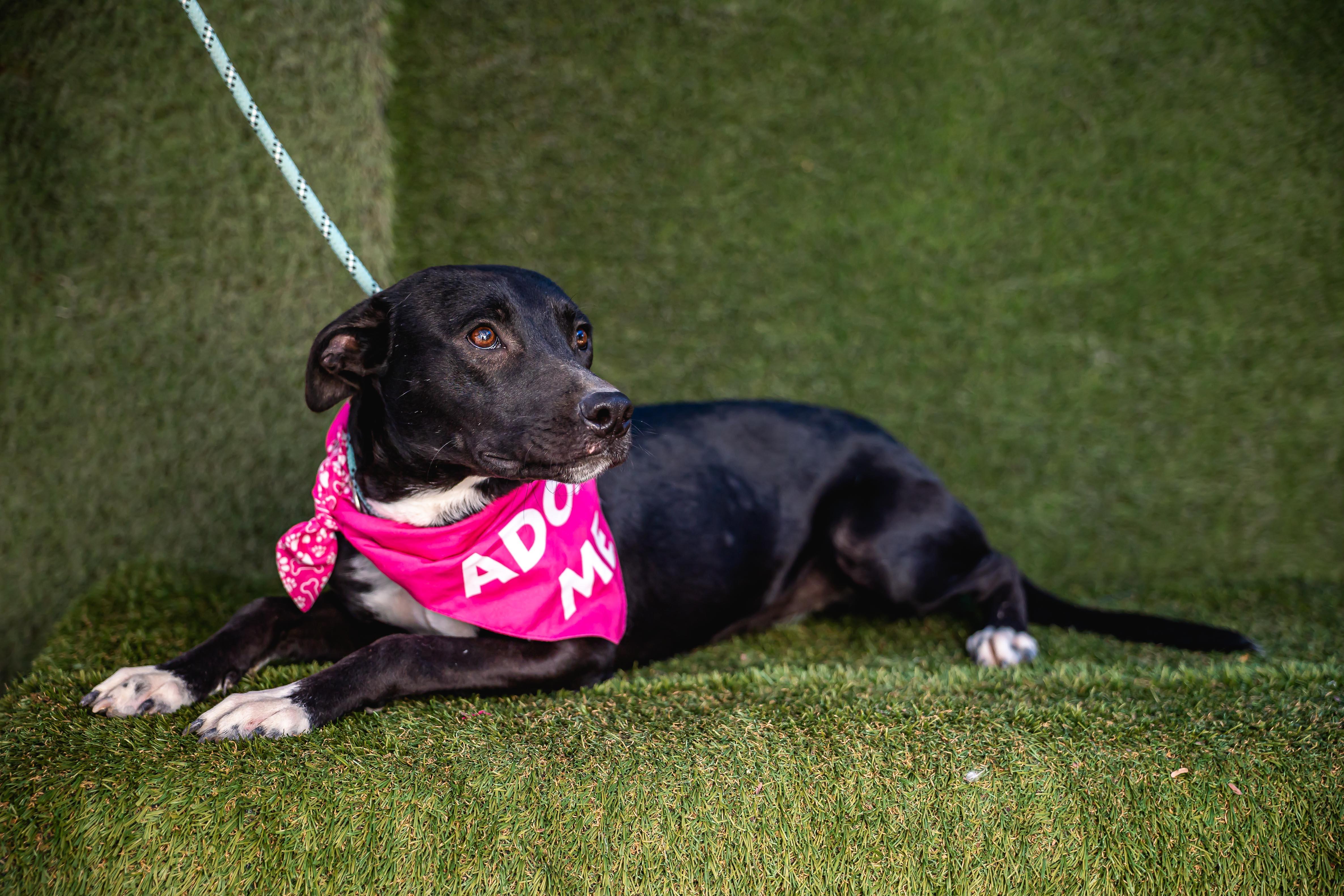 Daysi, a Adoptable mixed breed in Portland, OR image 2/6