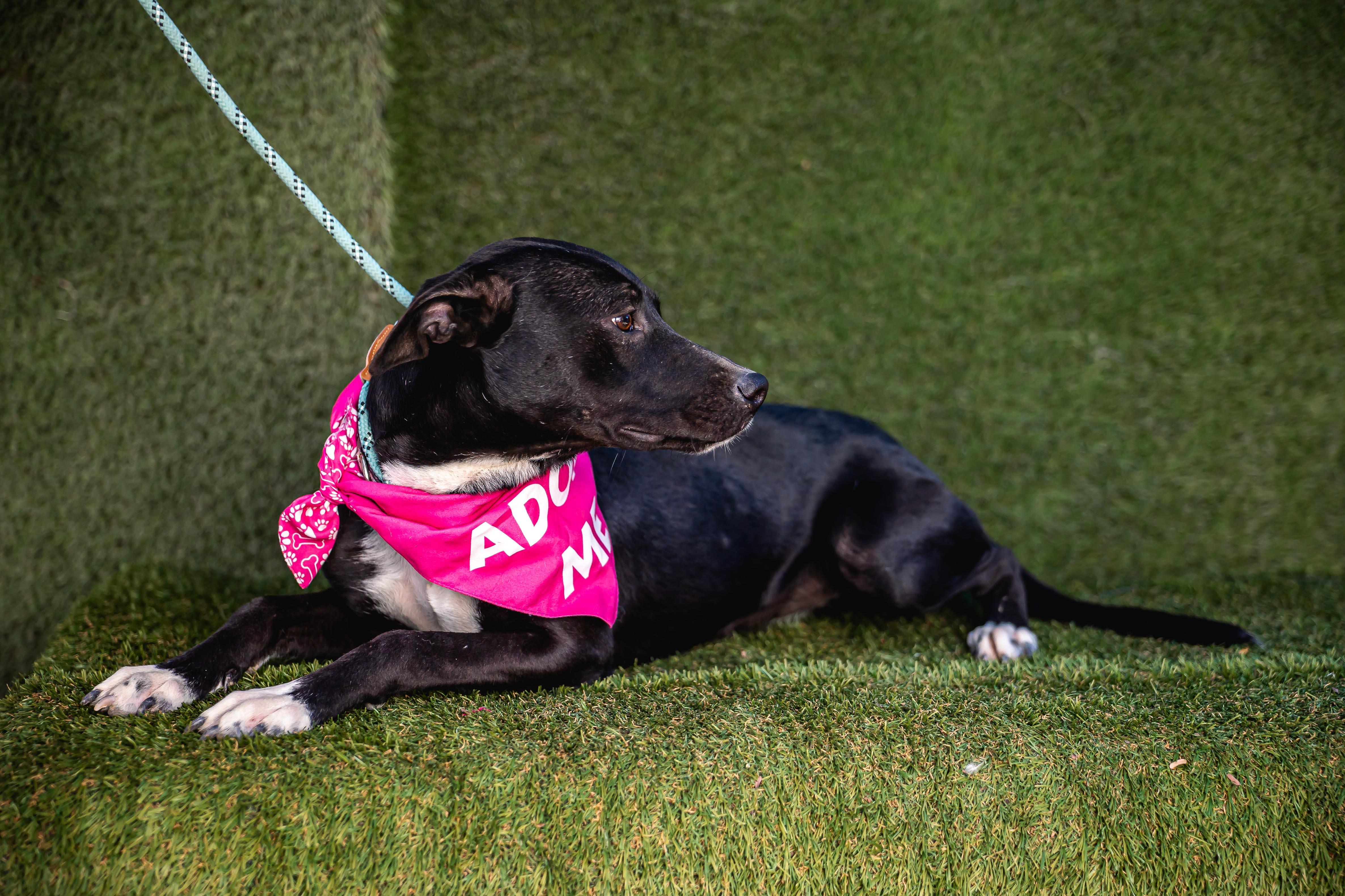 Daysi, a Adoptable mixed breed in Portland, OR image 3/6