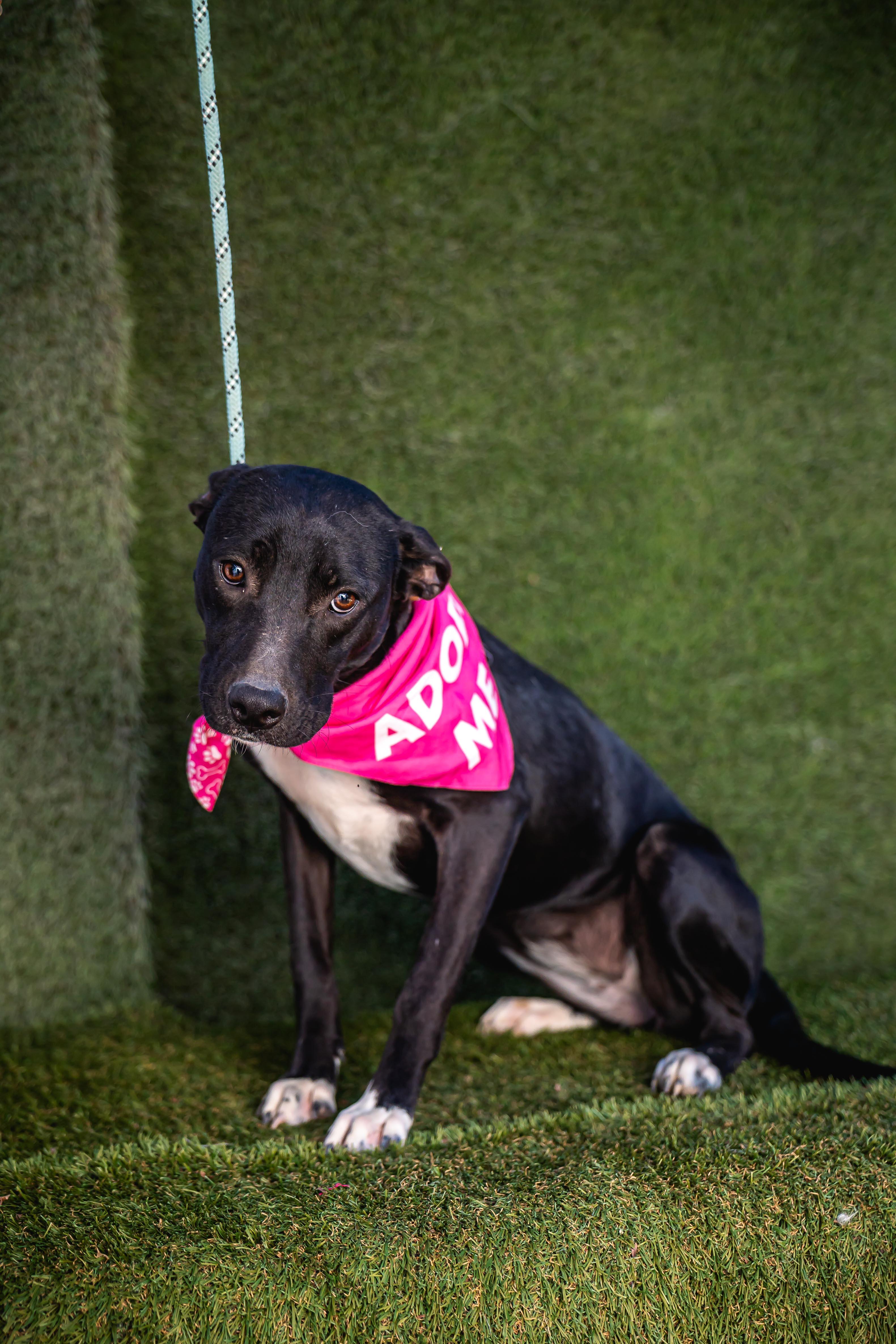 Daysi, a Adoptable mixed breed in Portland, OR image 4/6